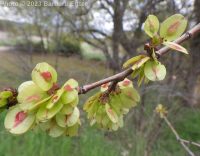 English elm (<em>Ulmus procera</em>)