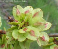 English elm (<em>Ulmus procera</em>)