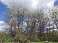 English elm (<em>Ulmus procera</em>)