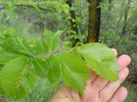 English elm (<em>Ulmus procera</em>)