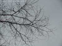 Siberian elm (<em>Ulmus pumila</em>)