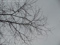 Siberian elm (<em>Ulmus pumila</em>)