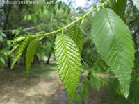 Siberian elm (<em>Ulmus pumila</em>)