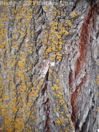 Siberian elm (<em>Ulmus pumila</em>)