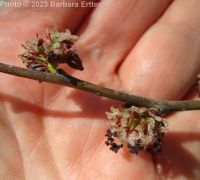 Siberian elm (<em>Ulmus pumila</em>)