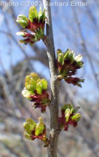 Siberian elm (<em>Ulmus pumila</em>)