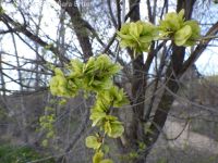 Siberian elm (<em>Ulmus pumila</em>)