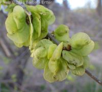 Siberian elm (<em>Ulmus pumila</em>)