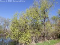 Siberian elm (<em>Ulmus pumila</em>)