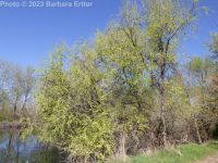 Siberian elm (<em>Ulmus pumila</em>)