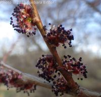 Siberian elm (<em>Ulmus pumila</em>)
