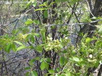 Siberian elm (<em>Ulmus pumila</em>)