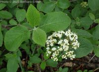wayfaring-tree (<em>Viburnum lantana</em>)