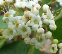 wayfaring-tree (<em>Viburnum lantana</em>)