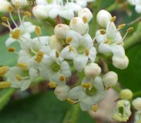wayfaring-tree (<em>Viburnum lantana</em>)