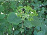 wayfaring-tree (<em>Viburnum lantana</em>)
