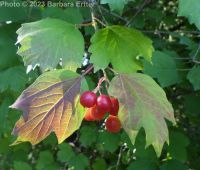 European cranberrybush (<em>Viburnum opulus var. opulus</em>)
