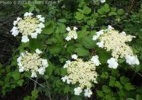 European cranberrybush (<em>Viburnum opulus var. opulus</em>)