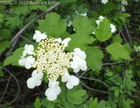 European cranberrybush (<em>Viburnum opulus var. opulus</em>)