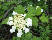 European cranberrybush (<em>Viburnum opulus var. opulus</em>)