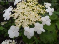 European cranberrybush (<em>Viburnum opulus var. opulus</em>)