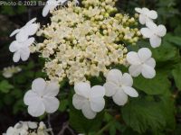 European cranberrybush (<em>Viburnum opulus var. opulus</em>)
