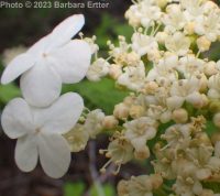 European cranberrybush (<em>Viburnum opulus var. opulus</em>)