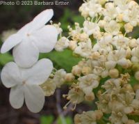 European cranberrybush (<em>Viburnum opulus var. opulus</em>)
