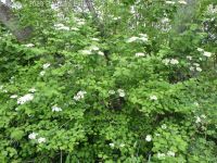 European cranberrybush (<em>Viburnum opulus var. opulus</em>)