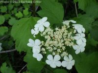 European cranberrybush (<em>Viburnum opulus var. opulus</em>)