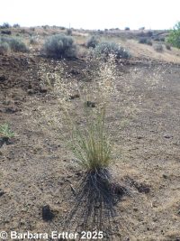 Indian ricegrass (<em>Achnatherum hymenoides</em>)