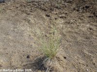 Indian ricegrass (<em>Achnatherum hymenoides</em>)