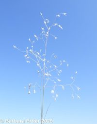 Indian ricegrass (<em>Achnatherum hymenoides</em>)