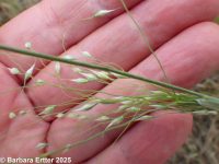 Indian ricegrass (<em>Achnatherum hymenoides</em>)