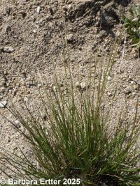 western needlegrass (<em>Achnatherum occidentale ssp. pubescens</em>)