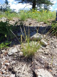 western needlegrass (<em>Achnatherum occidentale ssp. pubescens</em>)
