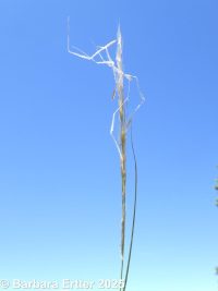 western needlegrass (<em>Achnatherum occidentale ssp. pubescens</em>)