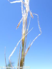 western needlegrass (<em>Achnatherum occidentale ssp. pubescens</em>)