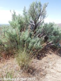 Thurber's needlegrass (<em>Achnatherum thurberianum</em>)
