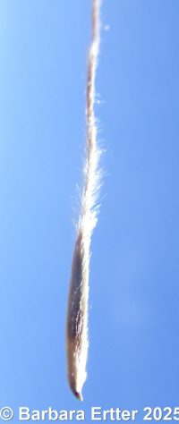 Thurber's needlegrass (<em>Achnatherum thurberianum</em>)