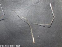 Thurber's needlegrass (<em>Achnatherum thurberianum</em>)