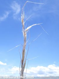 Thurber's needlegrass (<em>Achnatherum thurberianum</em>)
