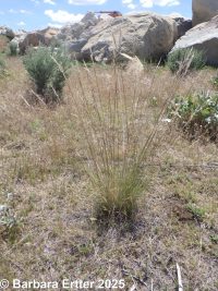 Thurber's needlegrass (<em>Achnatherum thurberianum</em>)