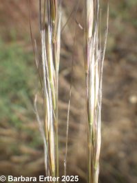 Thurber's needlegrass (<em>Achnatherum thurberianum</em>)