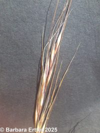 Thurber's needlegrass (<em>Achnatherum thurberianum</em>)