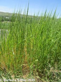 jointed goatgrass (<em>Aegilops cylindrica</em>)