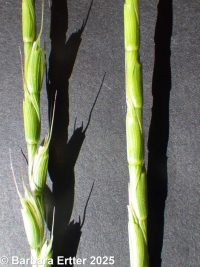 jointed goatgrass (<em>Aegilops cylindrica</em>)