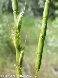jointed goatgrass (<em>Aegilops cylindrica</em>)