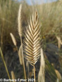 crested wheatgrass (<em>Agropyron cristatum</em>)