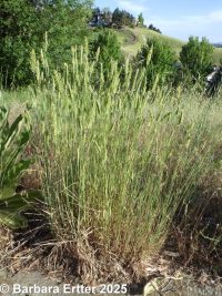 crested wheatgrass (<em>Agropyron cristatum</em>)